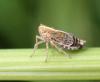 Megadelphax sordidulus